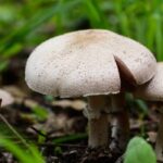 US Study Tests Psilocybin To Fight Cancer Side Effects