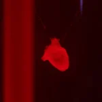 Japan Hospital Performs World’s First Surgery Using Heart Muscle Stem Cells